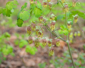 Thalictrum dioicum (Early Meadow Rue) Native North American Springtime Woodland Wildflower