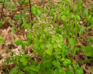 Thalictrum dioicum (Early Meadow Rue) Native North American Springtime Woodland Wildflower