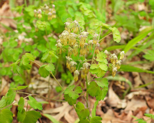 Thalictrum dioicum (Early Meadow Rue) Native North American Springtime Woodland Wildflower