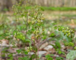 Thalictrum dioicum (Early Meadow Rue) Native North American Springtime Woodland Wildflower