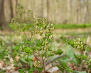 Thalictrum dioicum (Early Meadow Rue) Native North American Springtime Woodland Wildflower