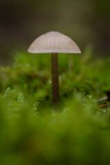 Mushrooms, nature's vibrant fungi, come in a vast array of sizes, shapes, and colors. They grow in various habitats, from damp forests to sun-drenched meadows, adding a touch of beauty and mystery.