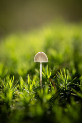 Mushrooms, nature's vibrant fungi, come in a vast array of sizes, shapes, and colors. They grow in various habitats, from damp forests to sun-drenched meadows, adding a touch of beauty and mystery.