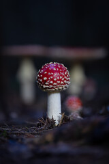 Mushrooms, nature's vibrant fungi, come in a vast array of sizes, shapes, and colors. They grow in various habitats, from damp forests to sun-drenched meadows, adding a touch of beauty and mystery.