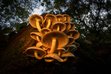 Mushrooms, nature's vibrant fungi, come in a vast array of sizes, shapes, and colors. They grow in various habitats, from damp forests to sun-drenched meadows, adding a touch of beauty and mystery.