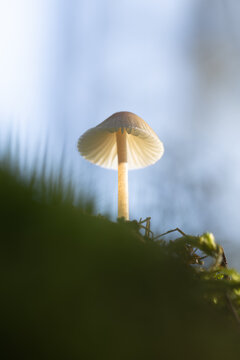 Mushrooms, nature's vibrant fungi, come in a vast array of sizes, shapes, and colors. They grow in various habitats, from damp forests to sun-drenched meadows, adding a touch of beauty and mystery.