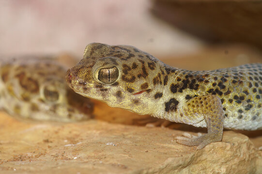 Closeup on a Texas Banded Gecko, Coleonyx brevis