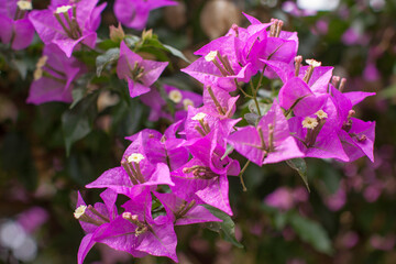 close-up photograph showcases a cluster of vibrant purple flowers, possibly bougainvillea