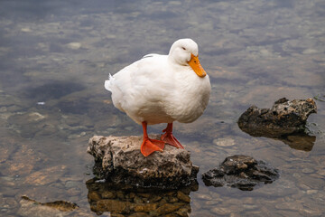 Lonely duck