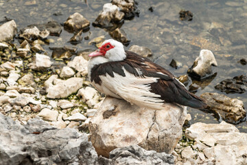 red billed stork