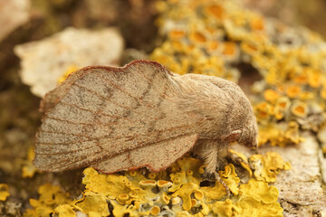 Detailed closeup of the Cork-oak Lappet moth, Phyllodesma suberifolia