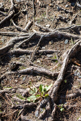 A large collection of tree roots is sprawling across the ground
