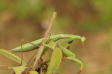 Vertical natural closeup on a green European or Praying Mantis religiosa, in the Gard, France