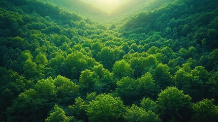 topdown view of lush forested trees forming a natural frame showcasing the vibrant green hues and textures of nature inviting viewers to appreciate the serenity and beauty of the forested landscape