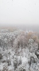 Snowy Forest Aerial View: Winter Wonderland