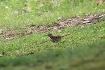 wood thrasher bird in the grass