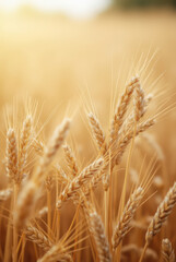 Fototapeta premium Wheat frame made of golden wheat or rye ears. Ears of wheat border