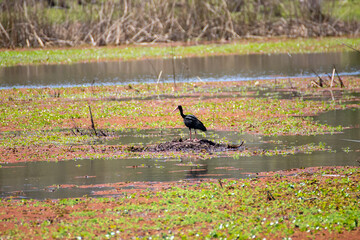 Ave negro en el lago