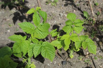 Raspberry bushes - old stalks and young growths