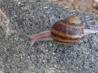 Lumaca