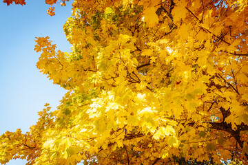 A close-up view of bright yellow autumn leaves on tree branches, glowing in sunlight against a clear sky. The scene captures the warmth and beauty of the fall season.