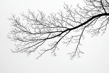 Fototapeta premium Silhouette of a Bare Tree Branch Against a White Sky