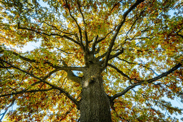 A towering view of a large tree trunk extending upward, its branches spreading wide and filled with vibrant autumn leaves. The golden and green foliage creates a stunning natural canopy