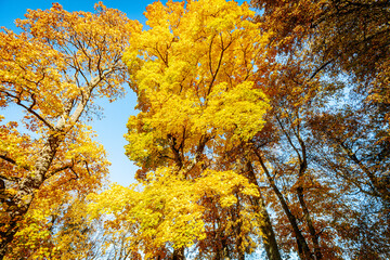 A towering tree covered in radiant golden-yellow leaves stands tall against a bright blue sky. The upward perspective highlights the intricate branches and vibrant foliage