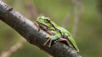 Beautiful tree frog - Hyla arborea