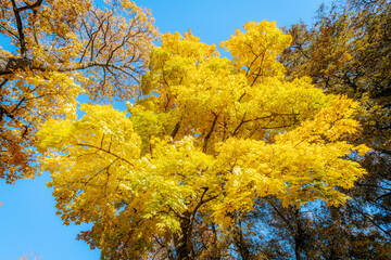 A tall tree with radiant yellow leaves stands against a clear blue sky, showcasing the brilliance...