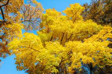A tall tree with radiant yellow leaves stands against a clear blue sky, showcasing the brilliance...