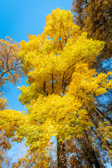 A tall tree with radiant yellow leaves stands against a clear blue sky, showcasing the brilliance...