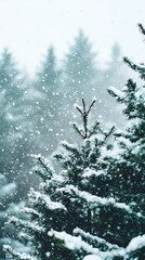 Fototapeta premium Snow Covered Pine Trees in a Winter Forest