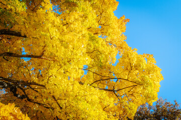 A tall tree with radiant yellow leaves stands against a clear blue sky, showcasing the brilliance...