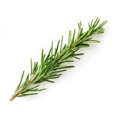 Fototapeta premium Rosemary sprig on white