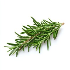 Fototapeta premium Rosemary needles white