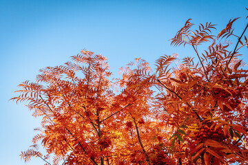 Close-up of vibrant red autumn leaves and clusters of berries set against a clear blue sky. The deep red foliage creates a stunning contrast, highlighting the beauty of the season.