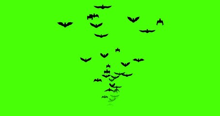 The green screen was a flock of small numbers of bats flying towards. 4k animation footage