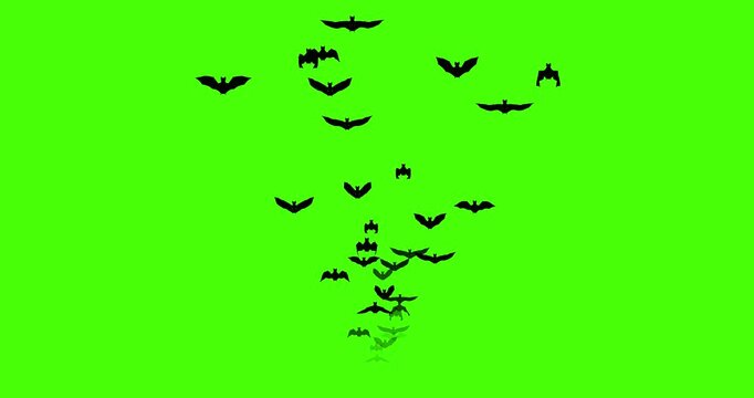 The green screen was a flock of small numbers of bats flying towards. 4k animation footage
