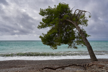 pine tree on the beach