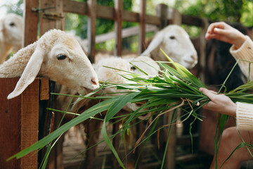 A woman feeding some sheep some grass in a fenced in area with some trees in the background