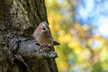 Eurasian jay (Garrulus glandarius)on tree branch with blurred colorful background
