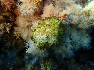 Cyanobacteria marine sludge-weed or brush weed (Symploca hydnoides) undersea, Aegean Sea, Greece, Halkidiki, Pirgos beach