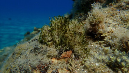 Cyanobacteria marine sludge-weed or brush weed (Symploca hydnoides) undersea, Aegean Sea, Greece, Halkidiki, Pirgos beach