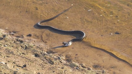 Snake Slithering in Shallow Water
