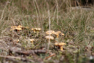 yellow autumn mushrooms on the ground