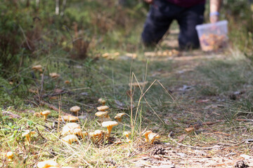 yellow autumn mushrooms on the ground