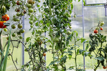 tomatoes growing in a greenhouse