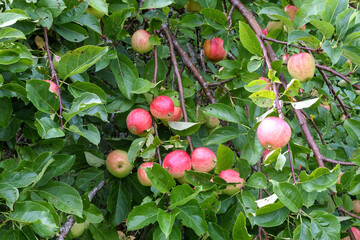 red apples on an apple tree branch