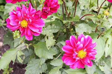 pink flowers in the garden